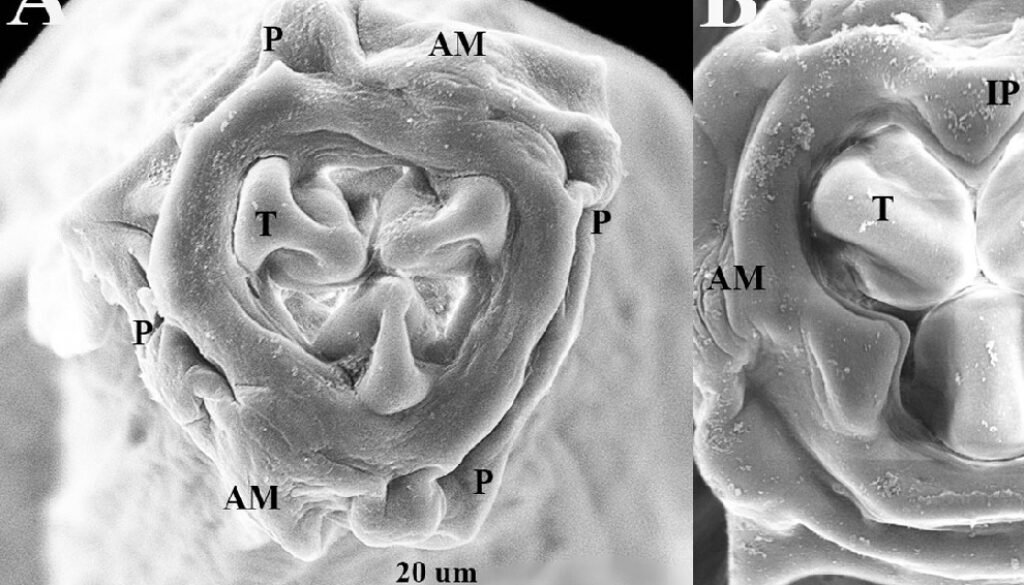 01destaca-A-new-species-of-Heteromyoxyuris-jun-2025