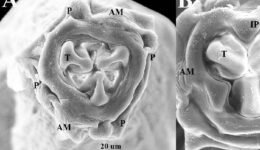 01destaca-A-new-species-of-Heteromyoxyuris-jun-2025