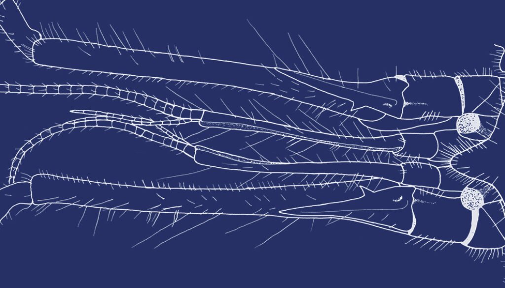 01destaca-Axianassa-darrylfelderi-ene-2026