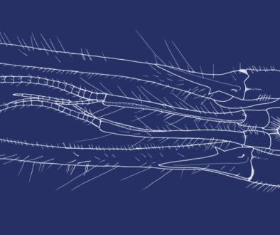 01destaca-Axianassa-darrylfelderi-ene-2026
