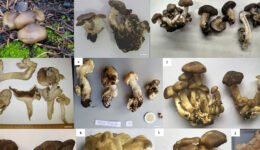 01destaca-Lyophyllum-herrerae-jun-2025