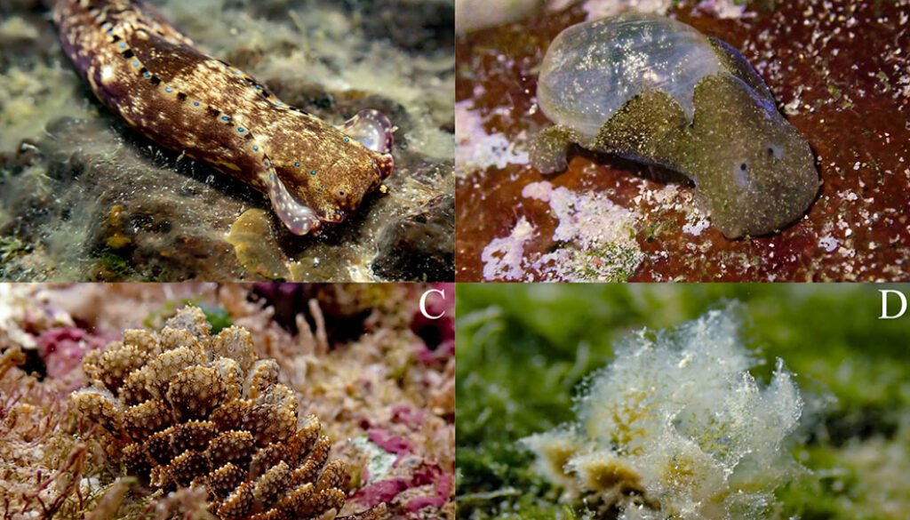 01destaca-babosas-marinas-oct-2025