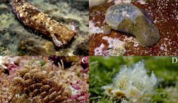 01destaca-babosas-marinas-oct-2025