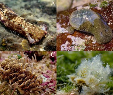 01destaca-babosas-marinas-oct-2025