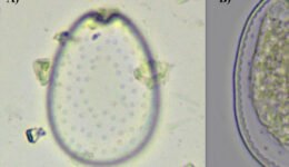 02destaca-Prorocentrum-lima-ene-2026