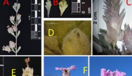 03destaca-Lippia-Verbenaceae-Lantanae-oct-2025