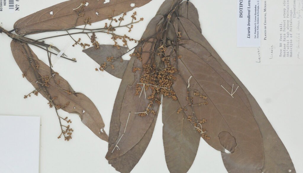 03destaca-New-species-of-Licaria-ago-2025