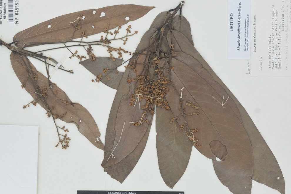 03destaca-New-species-of-Licaria-ago-2025