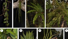 03destaca-Vascular-epiphyte-ene-2026