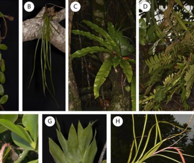 03destaca-Vascular-epiphyte-ene-2026