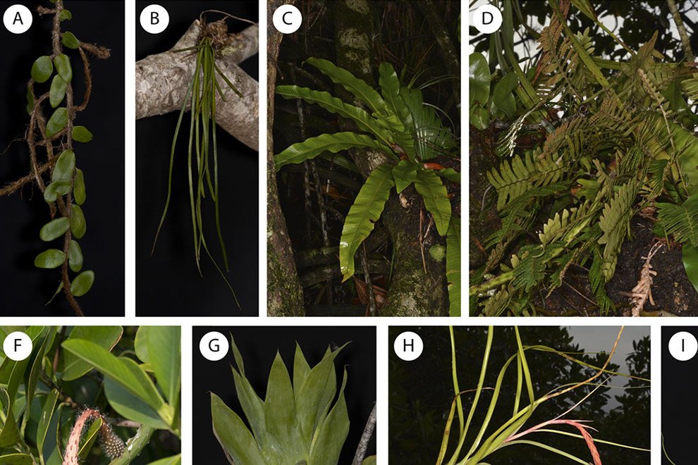 Vascular epiphyte community of an inland mangrove - Revista Mexicana de ...