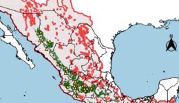 03destaca-Wild-chia-jun-2026