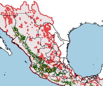03destaca-Wild-chia-jun-2026