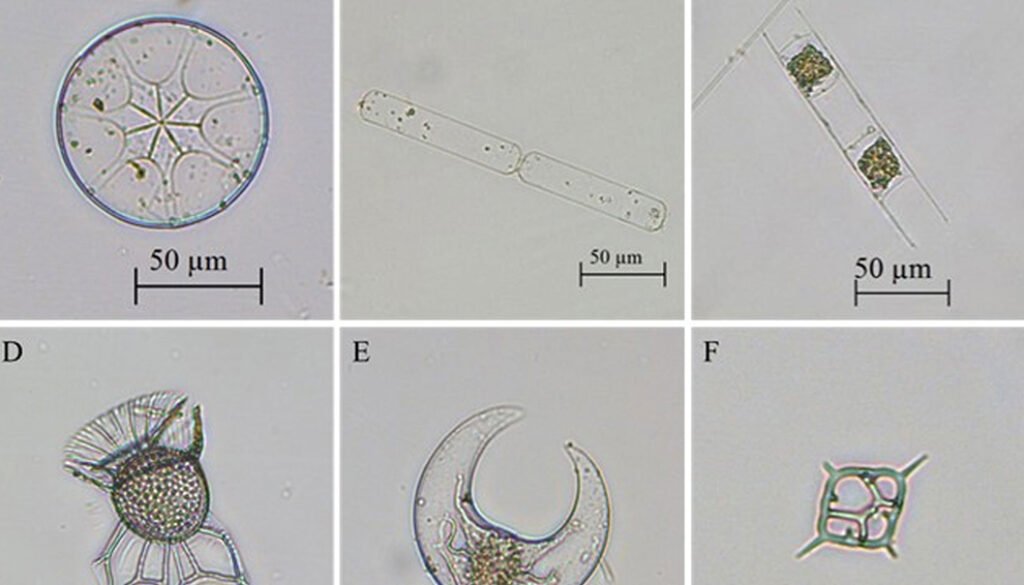 04destaca-Riqueza-fitoplanctonica-oct-2025