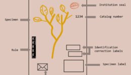 04destaca-Selective-OCR-protocol-ago-2026
