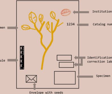 04destaca-Selective-OCR-protocol-ago-2026