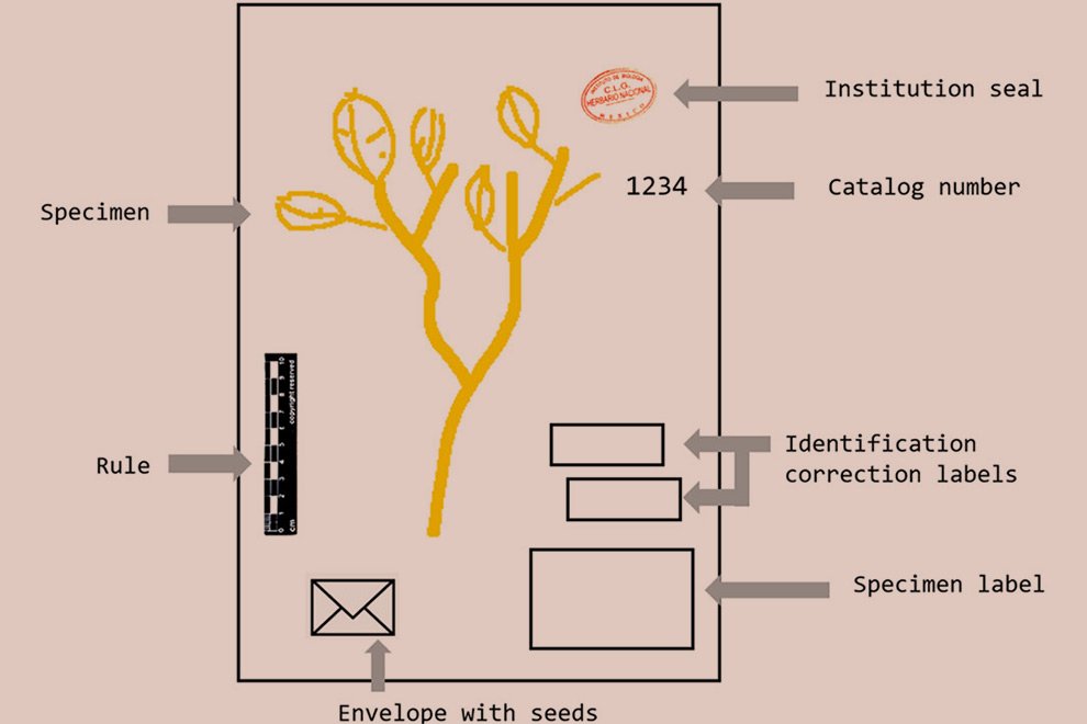 04destaca-Selective-OCR-protocol-ago-2026