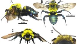 04destaca-cleptoparasitic-bee-jun-2025