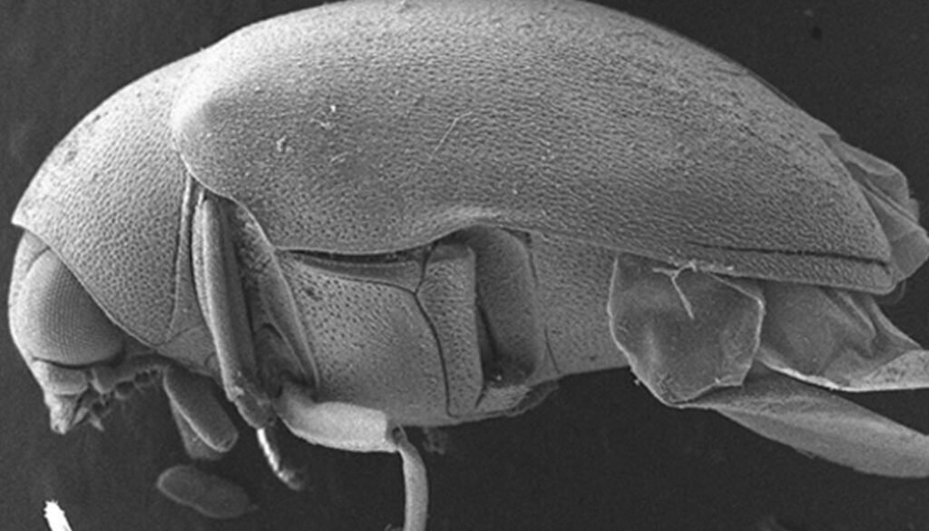 04destaca-neotropicales-genero-Calymmaderus-ago-2025