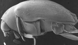 04destaca-neotropicales-genero-Calymmaderus-ago-2025