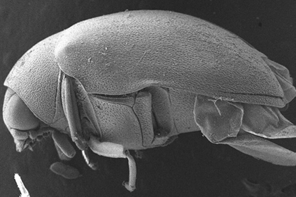 04destaca-neotropicales-genero-Calymmaderus-ago-2025