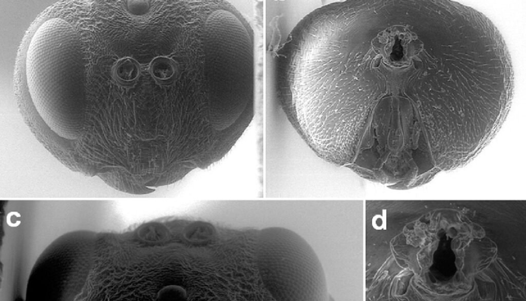 05destaca-Andricus-protector-oct-2025
