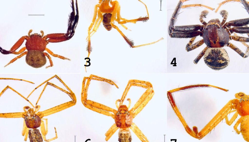 05destaca-Araneae-Araneomorphae-jun-2026