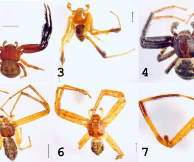 05destaca-Araneae-Araneomorphae-jun-2026
