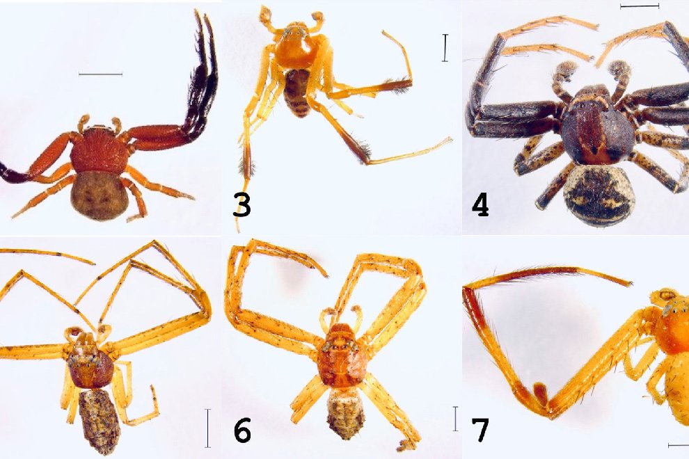 05destaca-Araneae-Araneomorphae-jun-2026