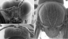 05destaca-Femuros-Cynipidae-jun-2025