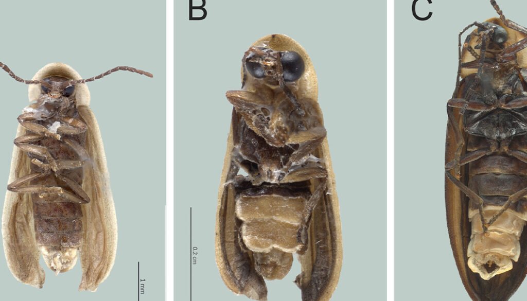 05destaca-Luciernagas-Coleoptera-ago-2026