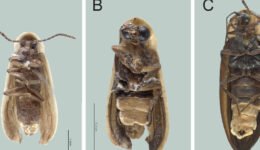 05destaca-Luciernagas-Coleoptera-ago-2026