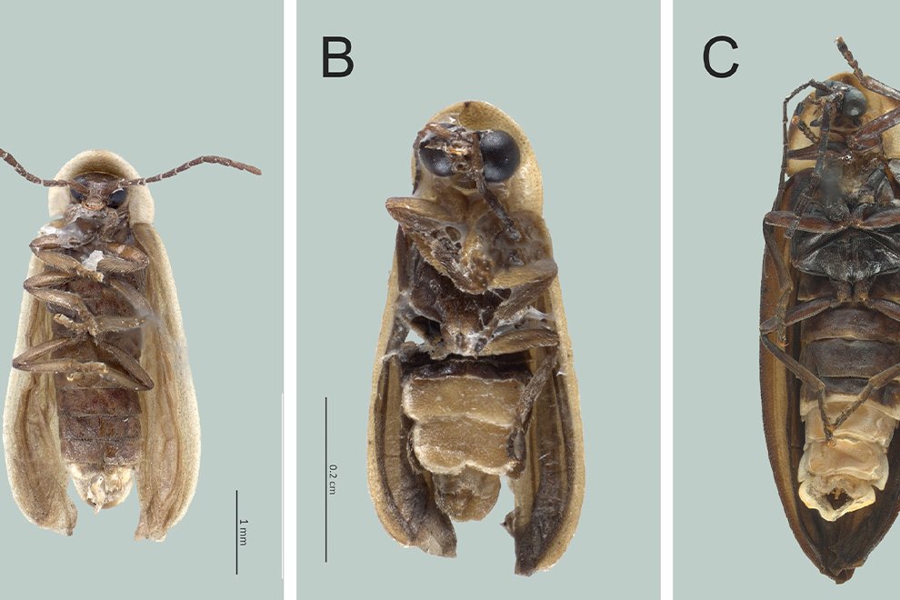 05destaca-Luciernagas-Coleoptera-ago-2026