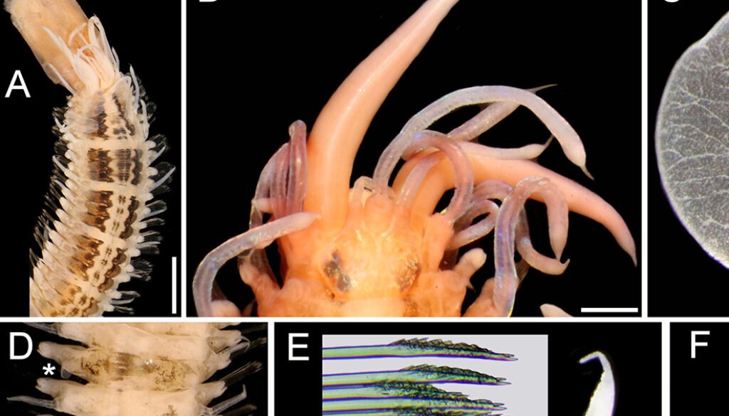 05destaca-Redescriptions-of-Lepidasthenia-oct-2025