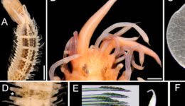 05destaca-Redescriptions-of-Lepidasthenia-oct-2025