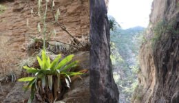 06destaca-Eukaryotic-diversity-and-trophic-ago-2025