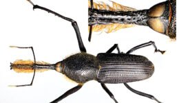 06destaca-bearded-weevil-supl-2025