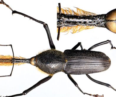 06destaca-bearded-weevil-supl-2025