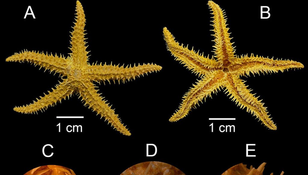 06destaca-equinodermos-oct-2025