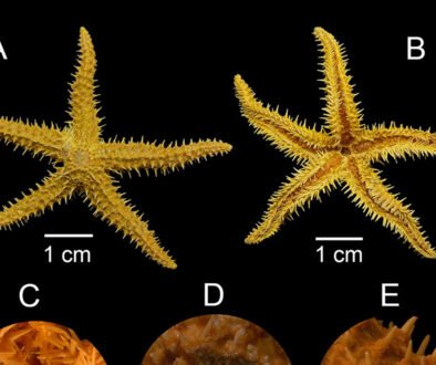 06destaca-equinodermos-oct-2025