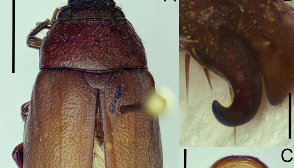 06destaca-grupo-pallida-oct-2025