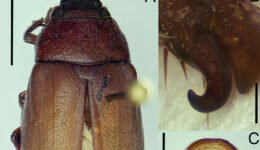 06destaca-grupo-pallida-oct-2025