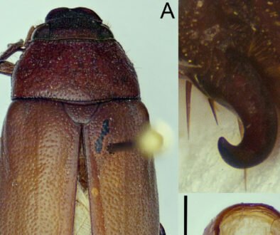 06destaca-grupo-pallida-oct-2025