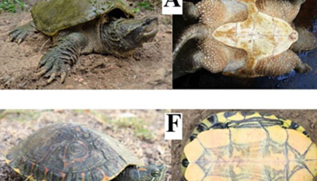 07destaca-Continental-turtles-oct-2025