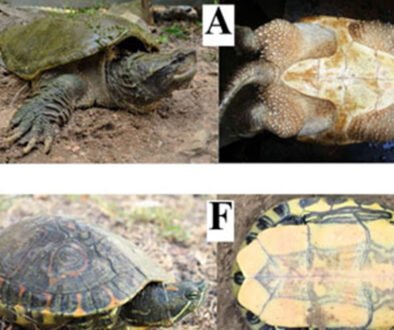 07destaca-Continental-turtles-oct-2025