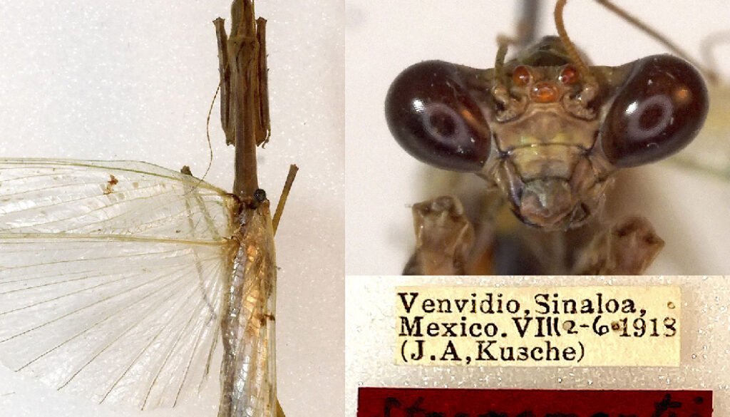 07destaca-Redescription-Stagmomantis-jun-2026