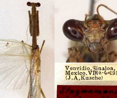 07destaca-Redescription-Stagmomantis-jun-2026