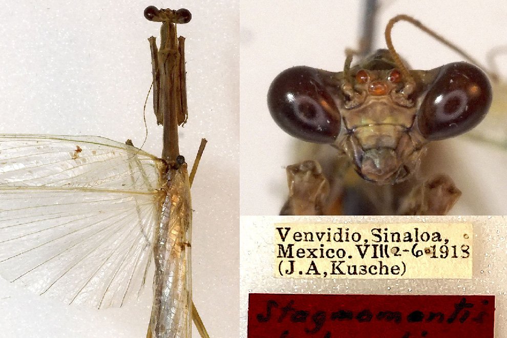 07destaca-Redescription-Stagmomantis-jun-2026