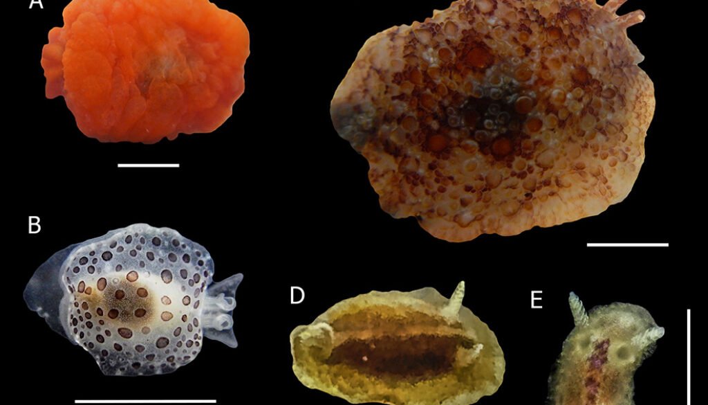 07destaca-Sea-slugs-ago-2025