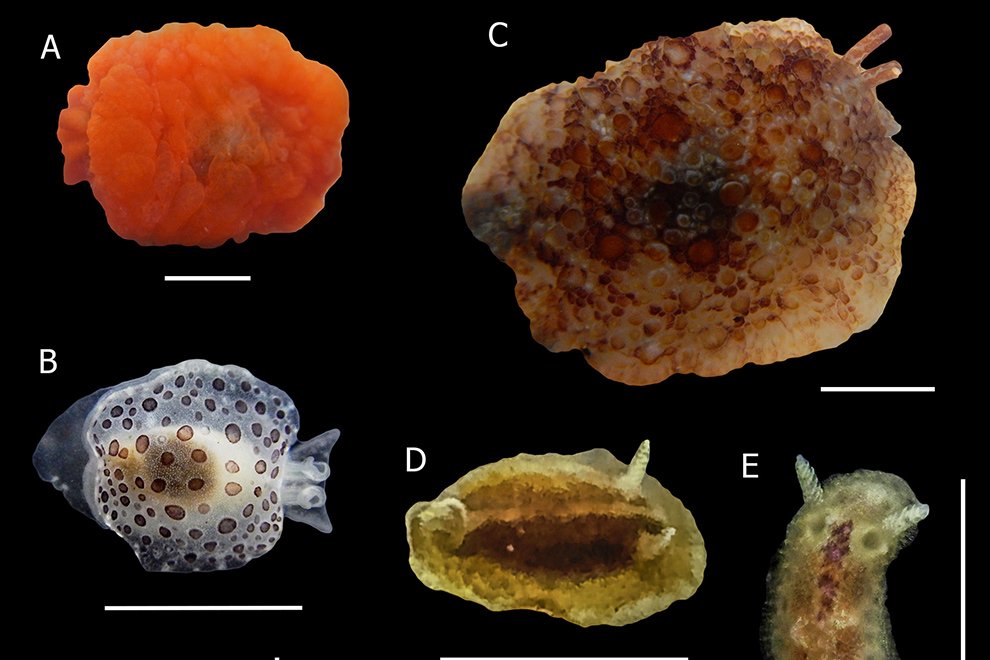 07destaca-Sea-slugs-ago-2025